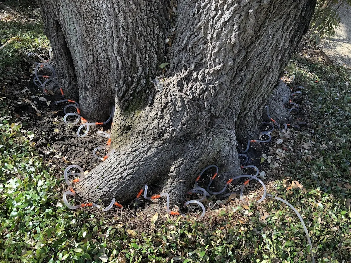 Detailed Tree Cabling and Bracing job site in La Belle