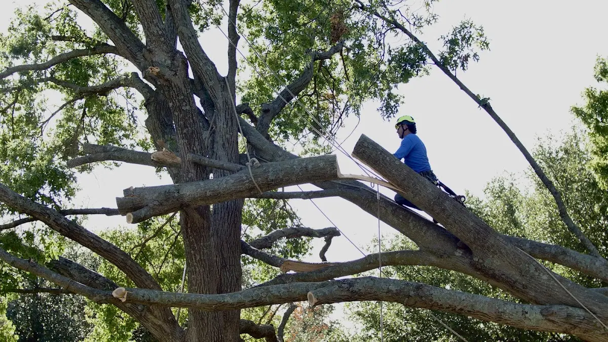 Professional Crown Thinning performed by certified arborists in La Belle