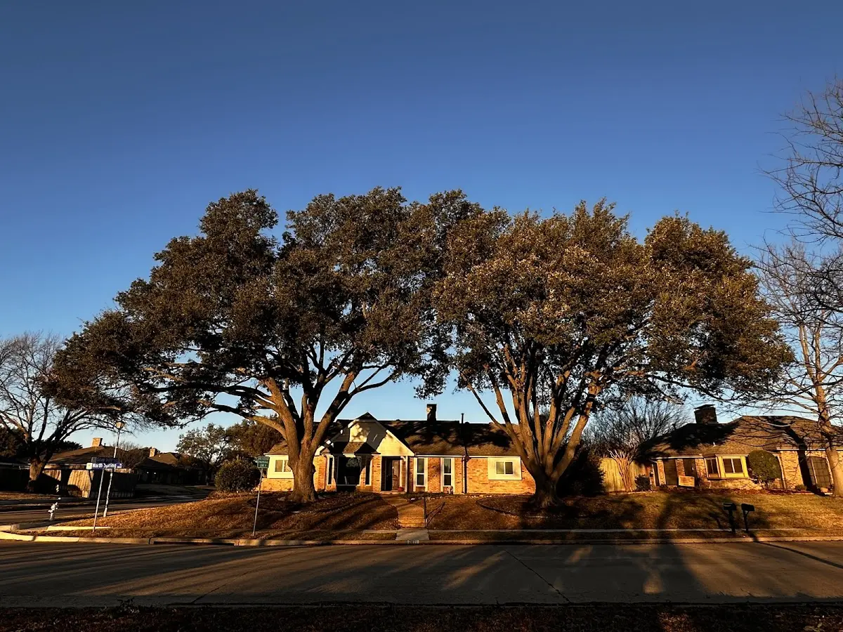 Established residential canopy tree shading a home in La Belle